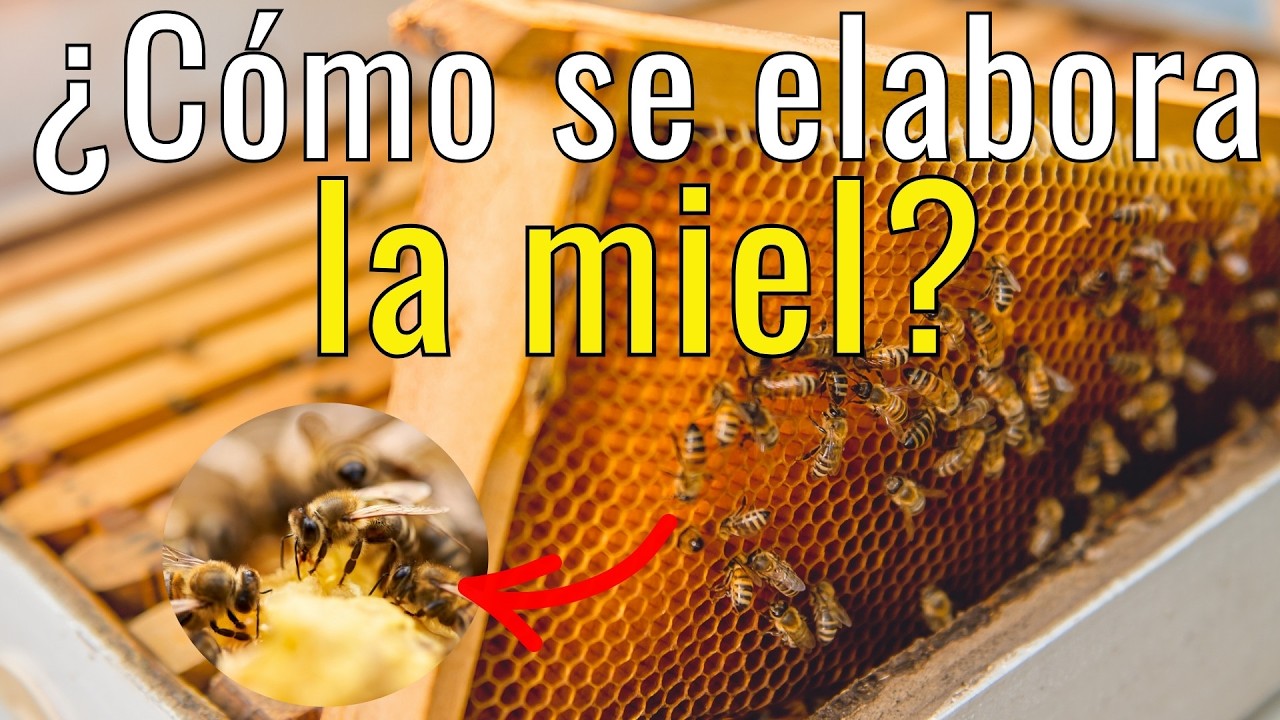 ¿Cómo producen realmente la miel las abejas?