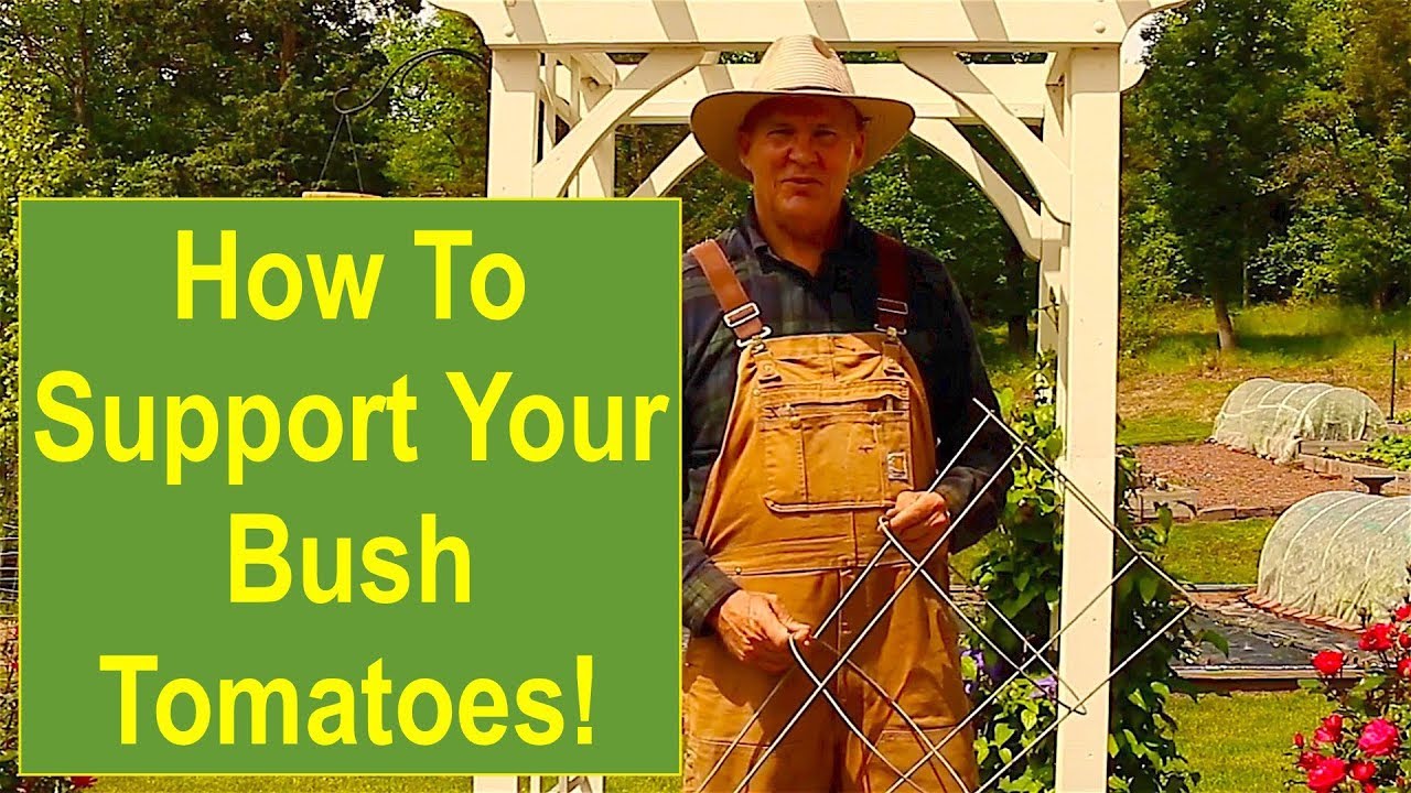 How to Support Your Determinate (Bush) Tomatoes!