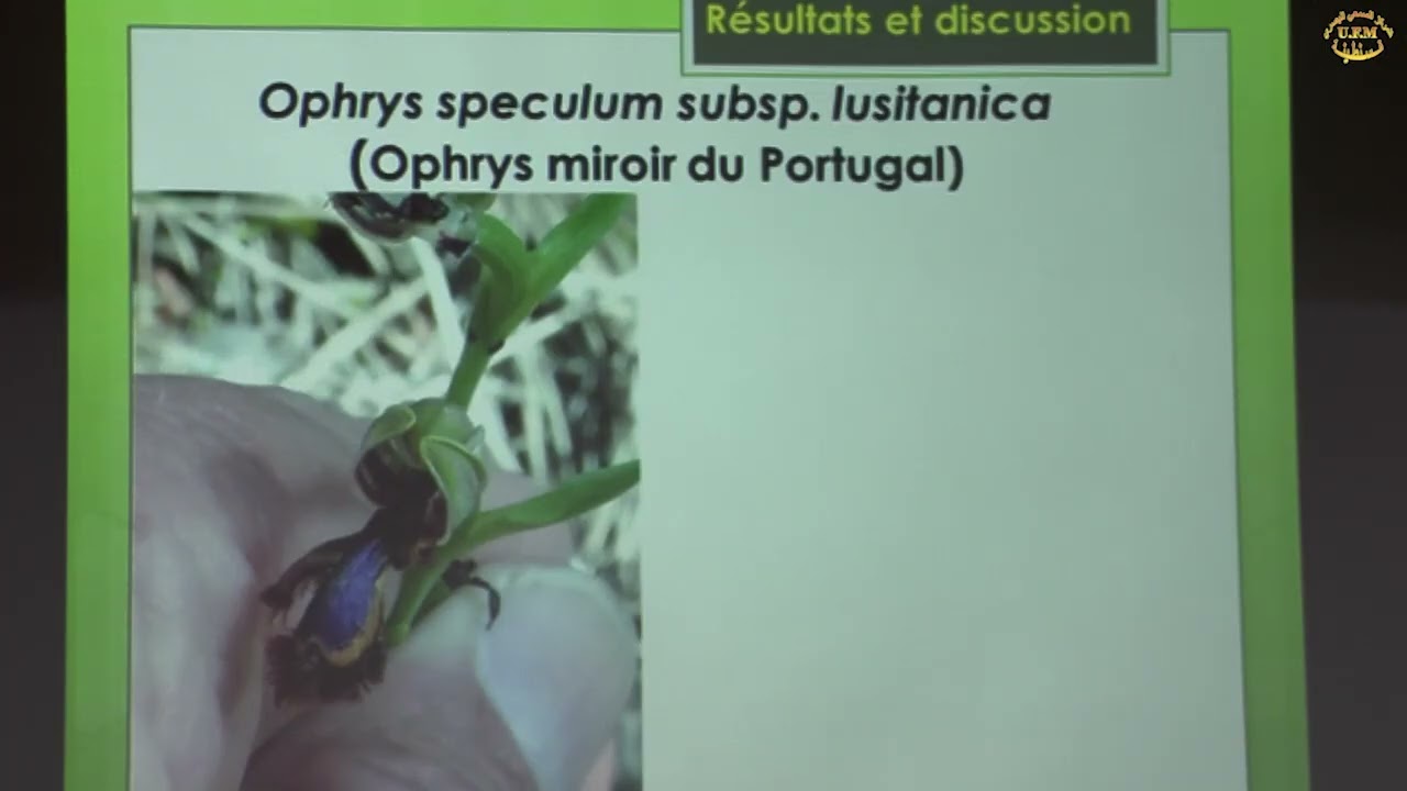 Les orchidées de la wilaya de constantine Algérie  diversité et distribution   BENDAHMANE Lotfi