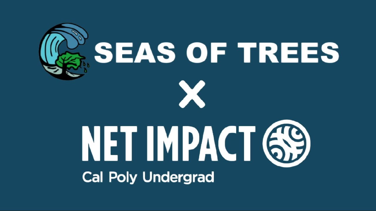 How to Plant Trees and Why It Matters | Seas of Trees