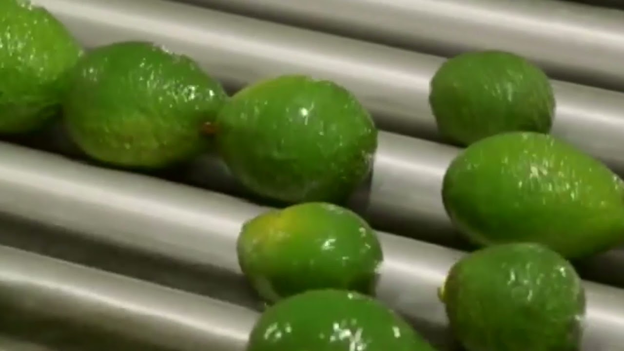 WORLD AVOCADO MARKET