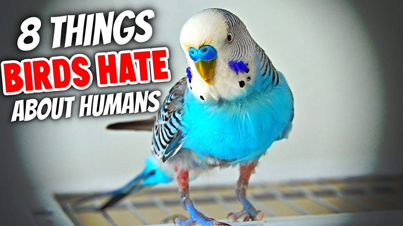 8 Things Birds Hate About Humans