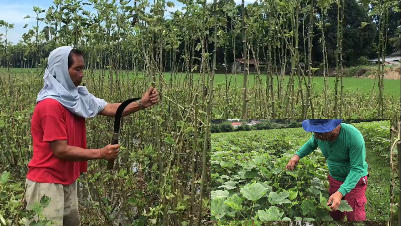 PAGPAPABATA NG OKRA (RATOONING) PARA MULING MAMUNGA