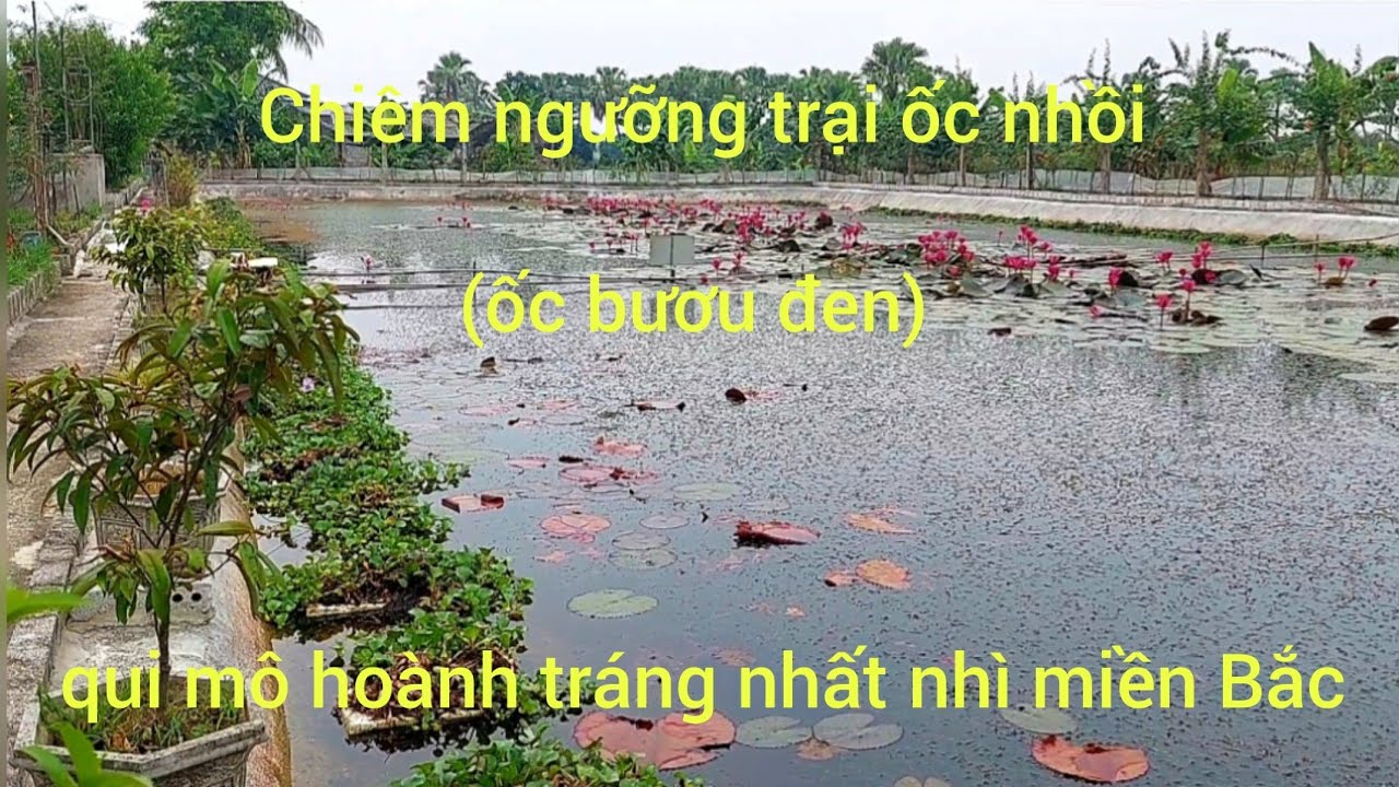 Mãn nhãn với mô hình trang trại ốc nhồi (ốc bươu đen) lớn nhất nhì miền Bắc Việt Nam 🇻🇳🇻🇳🇻🇳 @
