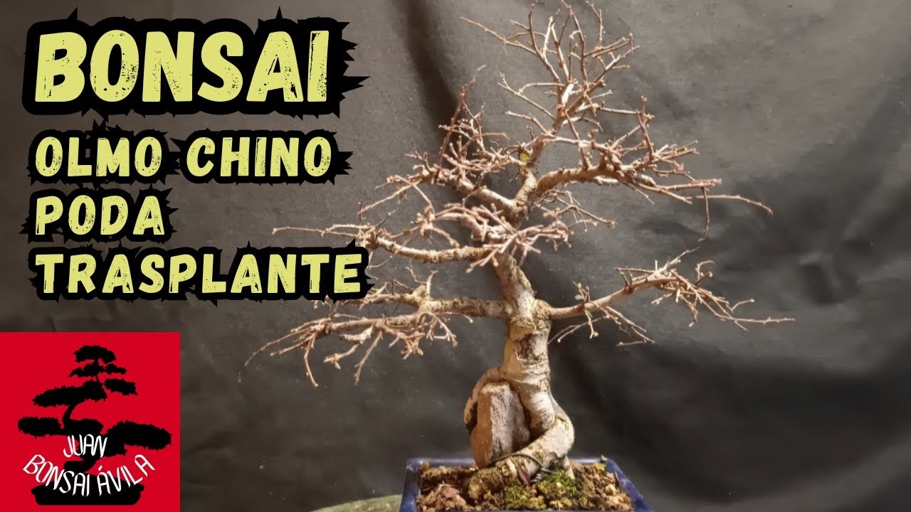Bonsai olmo chino sobre roca, poda, trasplante y cambio de maceta #bonsai