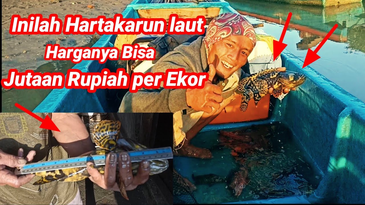 Rejeki Tak Terduga Pasang Perangkap Jekpot Ikan Sultan Harganya Jutaan Rupiah per ekor