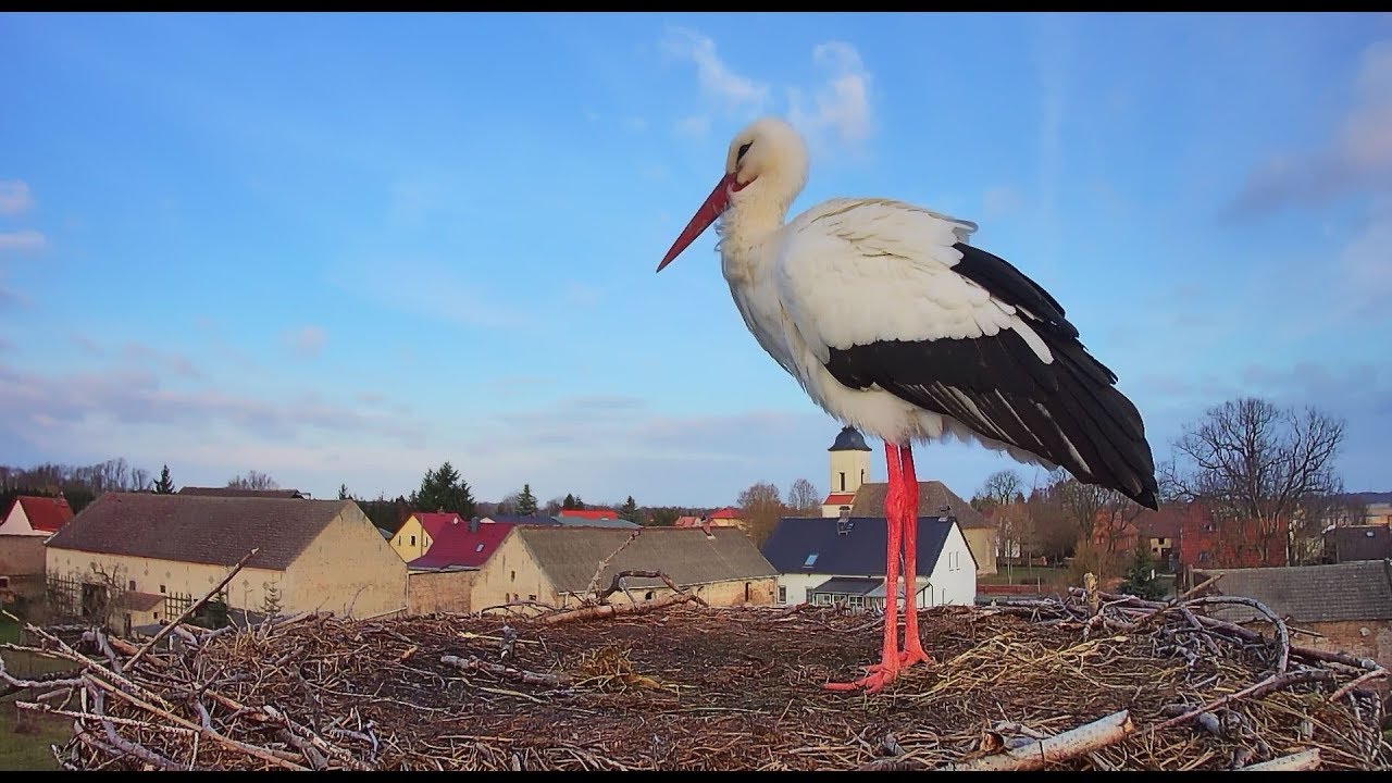 🔴 LIVE: Storchennest Fohrde - Nest 1 (2026) 🐦 White Stork Cam