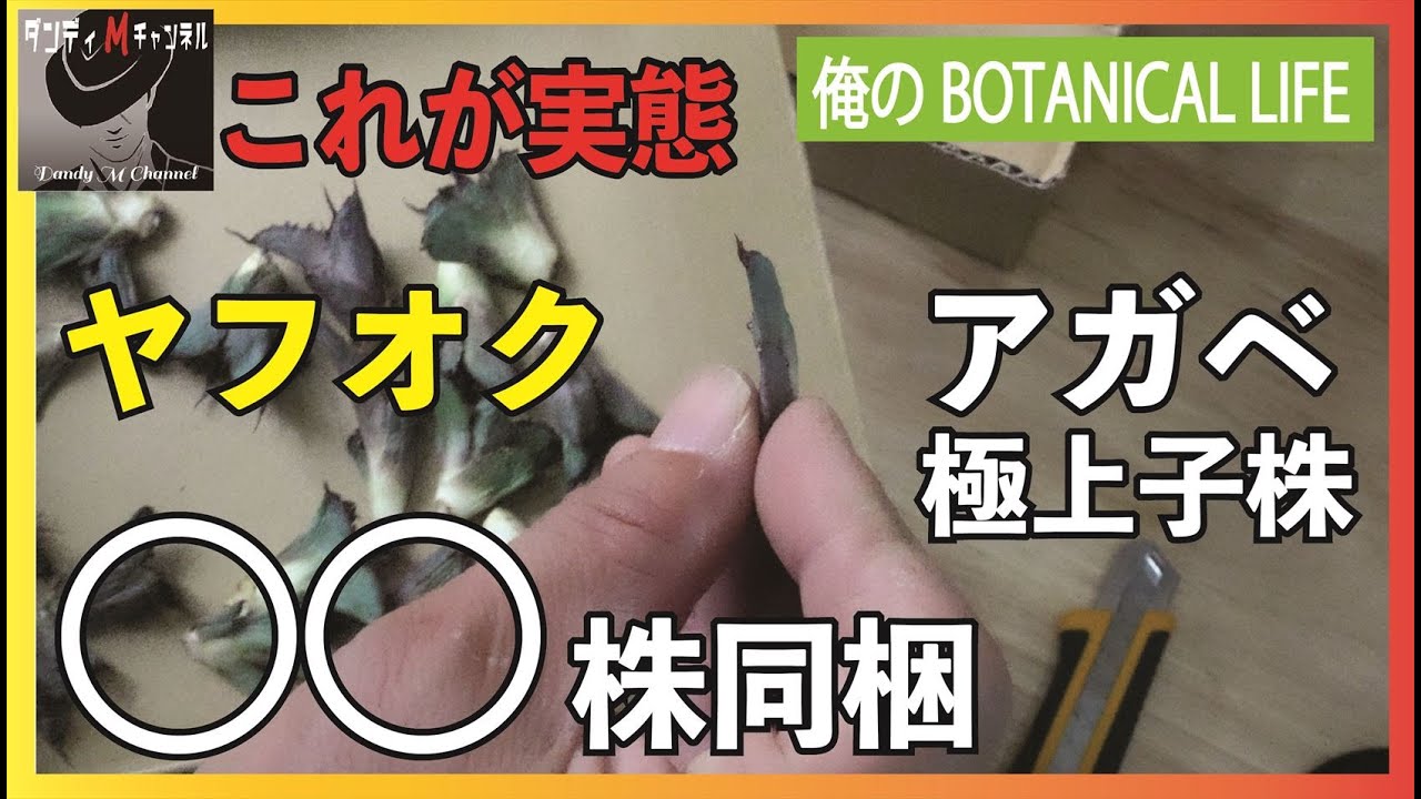 懲りずにヤフオクで「極上アガベ〇〇株同梱」を買ってみました。その実態とは⁉　チタノタ BB ブラックアンドブルー・白鯨・バーントバーガンディ錦