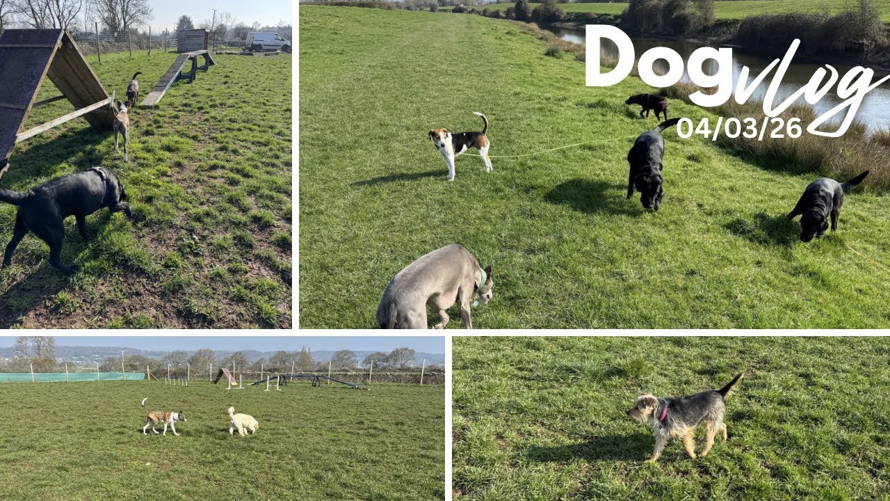 Best job ever! A day in the life of a dog walker 