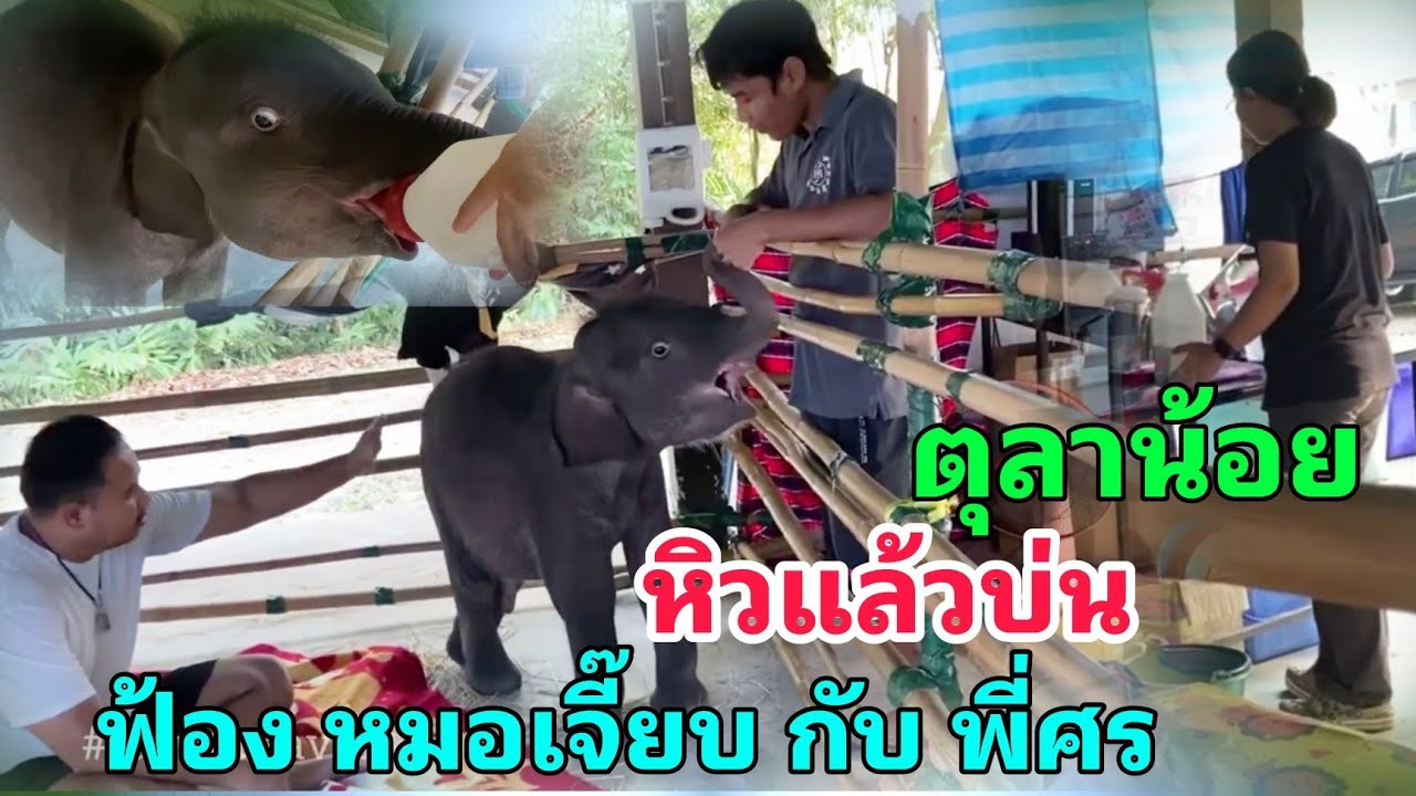 ตุลาน้อย เด็กแสบหิวแล้วบ่น ฟ้อง พี่ศร กับ หมอเจี๊ยบ ระหว่างรอ หมอวิว ชงนมให้ ความเด็กหิวรอไม่ได้