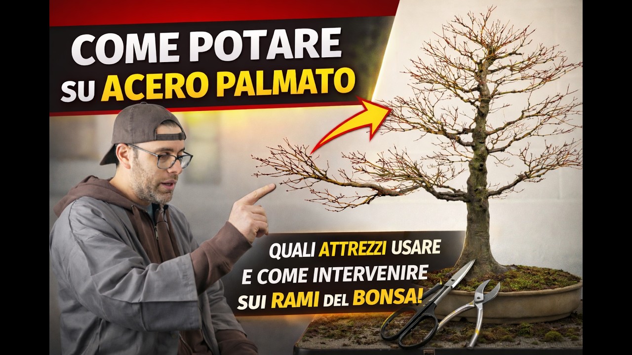 Come potare un Acero Palmato. Quali attrezzi usare e come intervenire sui rami del Bonsai