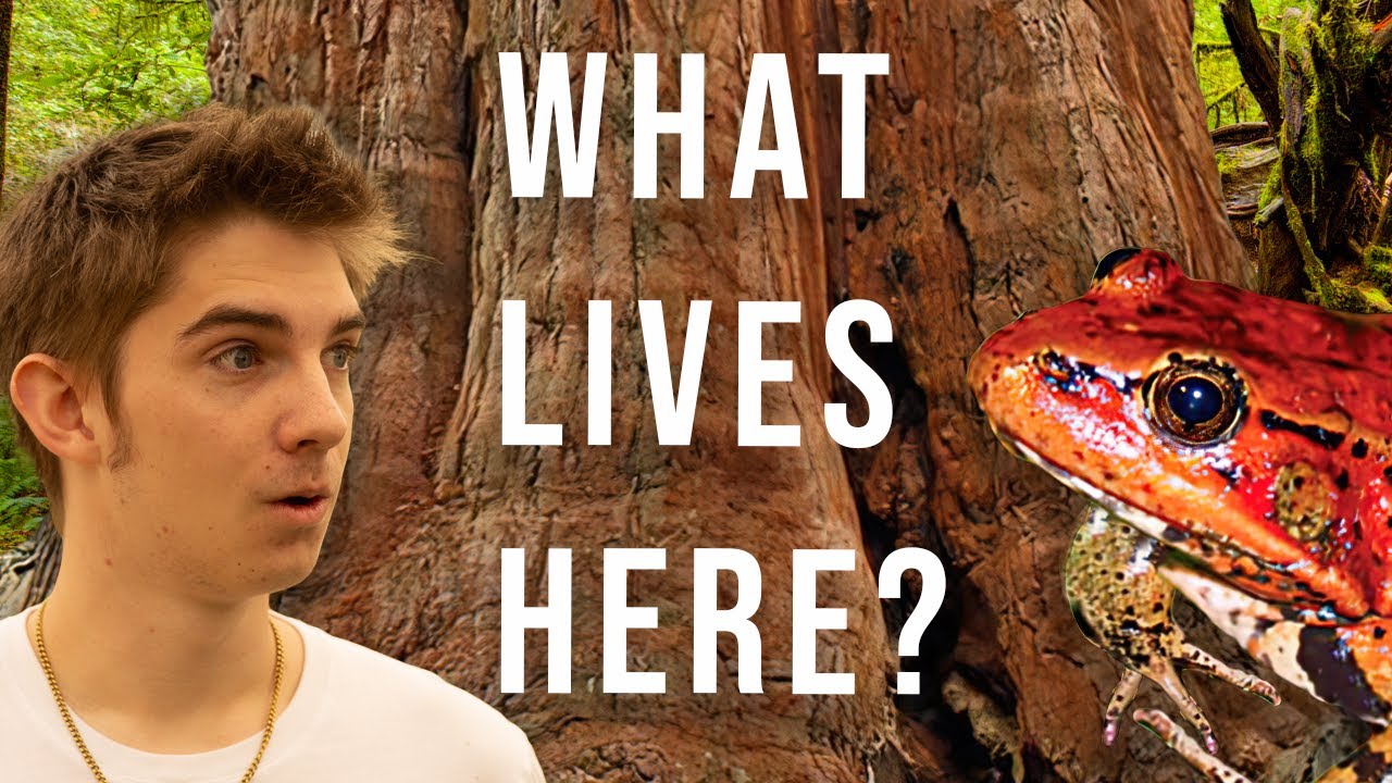 【HDR 4K】 Кто обитает в гигантских секвойях? Охота на редких существ!