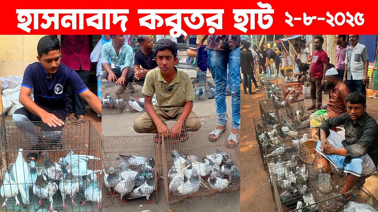 হাসনাবাদ কবুতর হাট ২০২৫ | kobutor hat 2025 | today pigeon market | Hasnabad kobutor hat