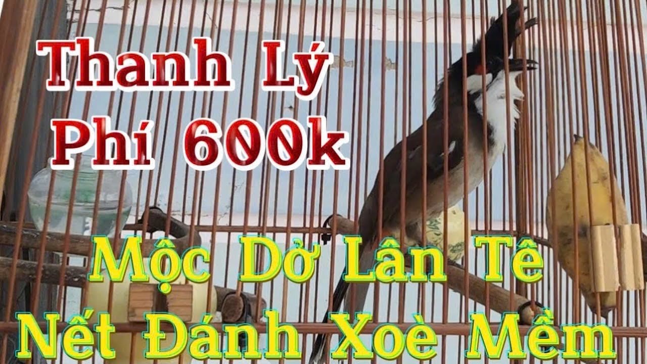 16/12 siêu CB hàng mộc rừng bẫy đấu ae bồ kết con nào lh☎️0367312855