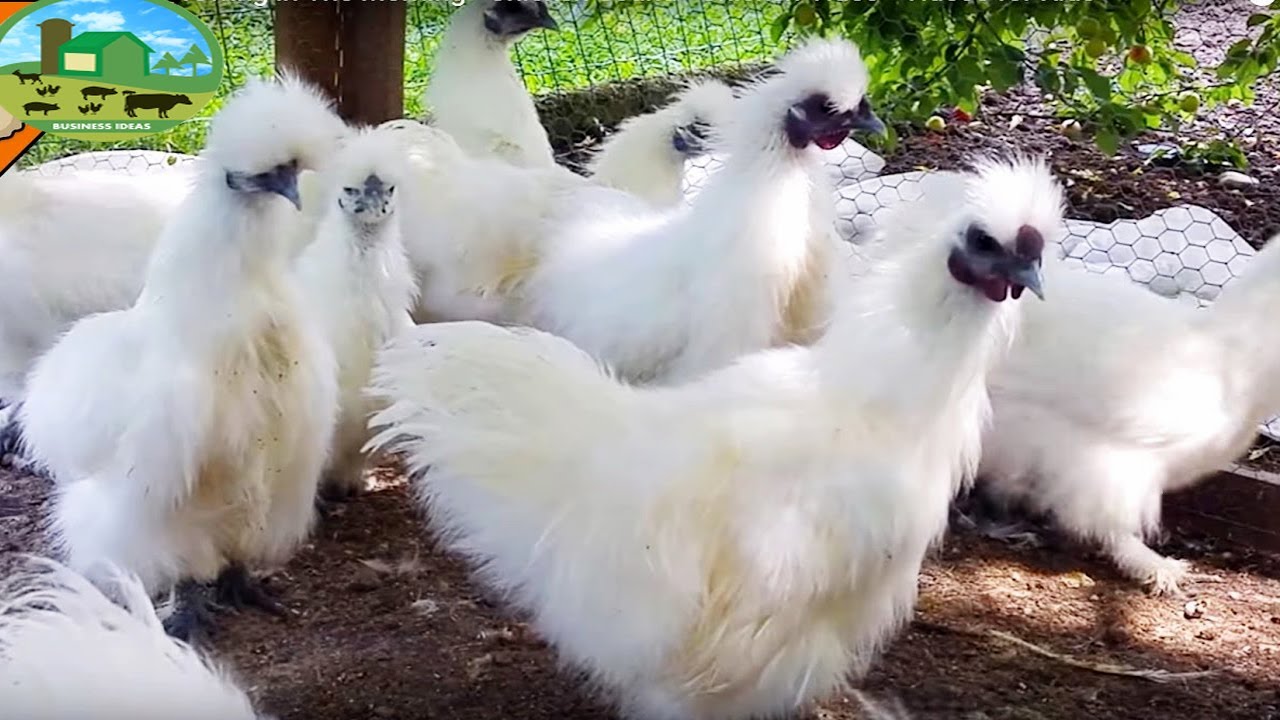 How to Start a Business Silkie Chicken Farm - Business Ideas with Low Investment and High Profit