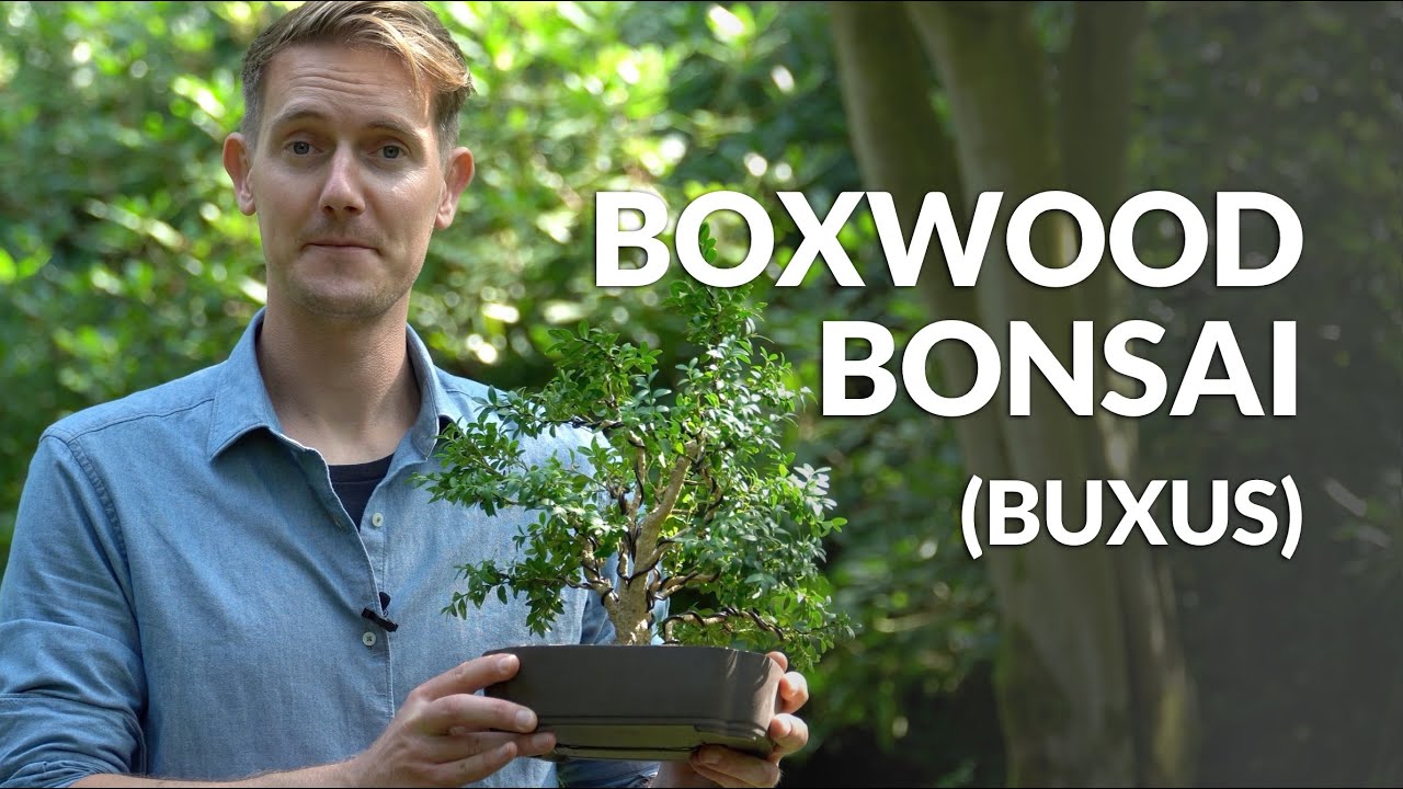 Уход за самшитовым бонсай (Buxus)