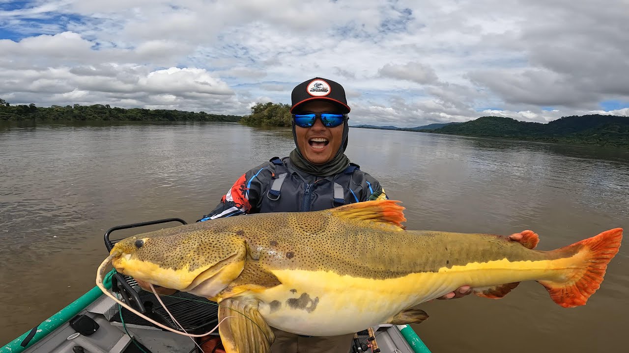 Pescaria sempre surpreende, mais uma vez o esposo arrasou de novo, Pirarara no Rio Xingu