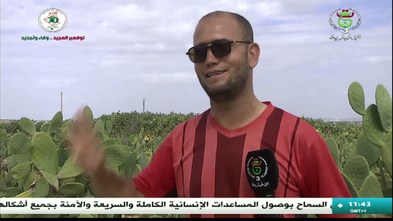 منطقة سيدي فرج بسوق أهراس.. التين الشوكي رافد للتنمية المحلية