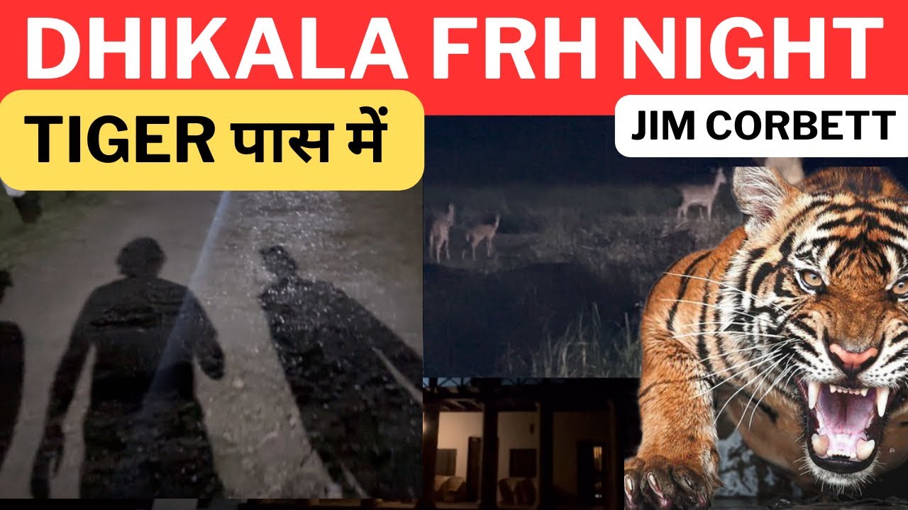 Dhikala FRH Night Stay | Jim Corbett National Park Tiger पास में ‼️