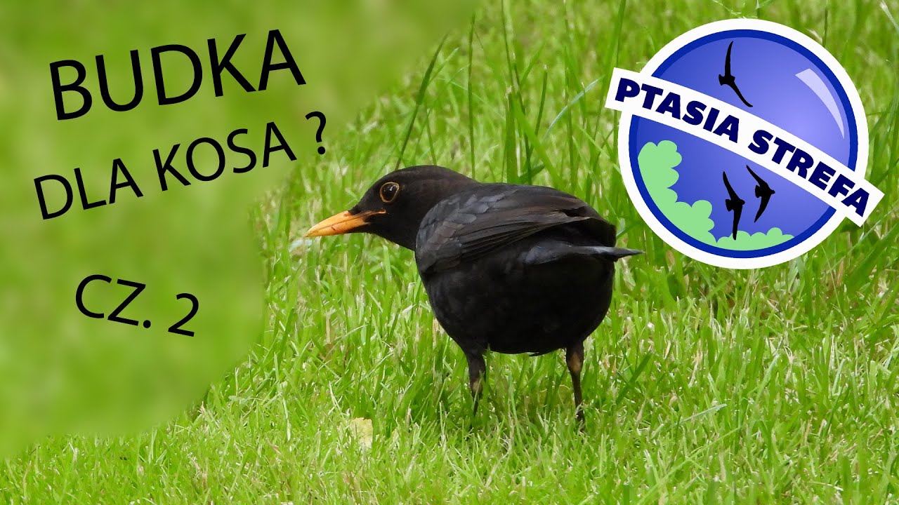 Budka dla kosa ? cz. 2