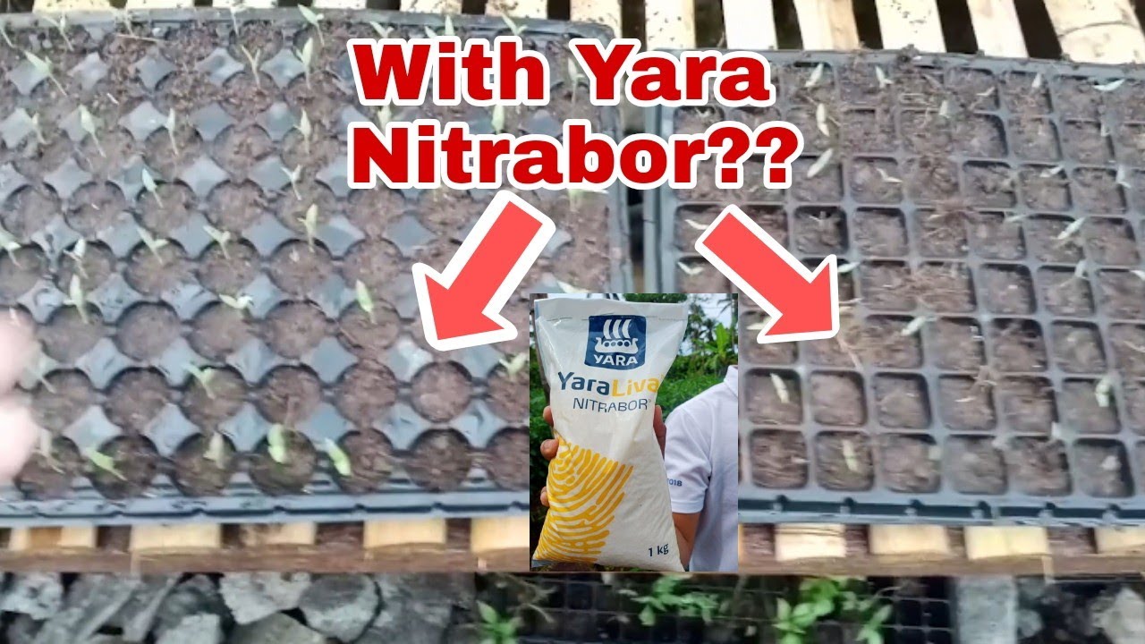 Magandang Epekto ng Yara Liva Nitrabor!