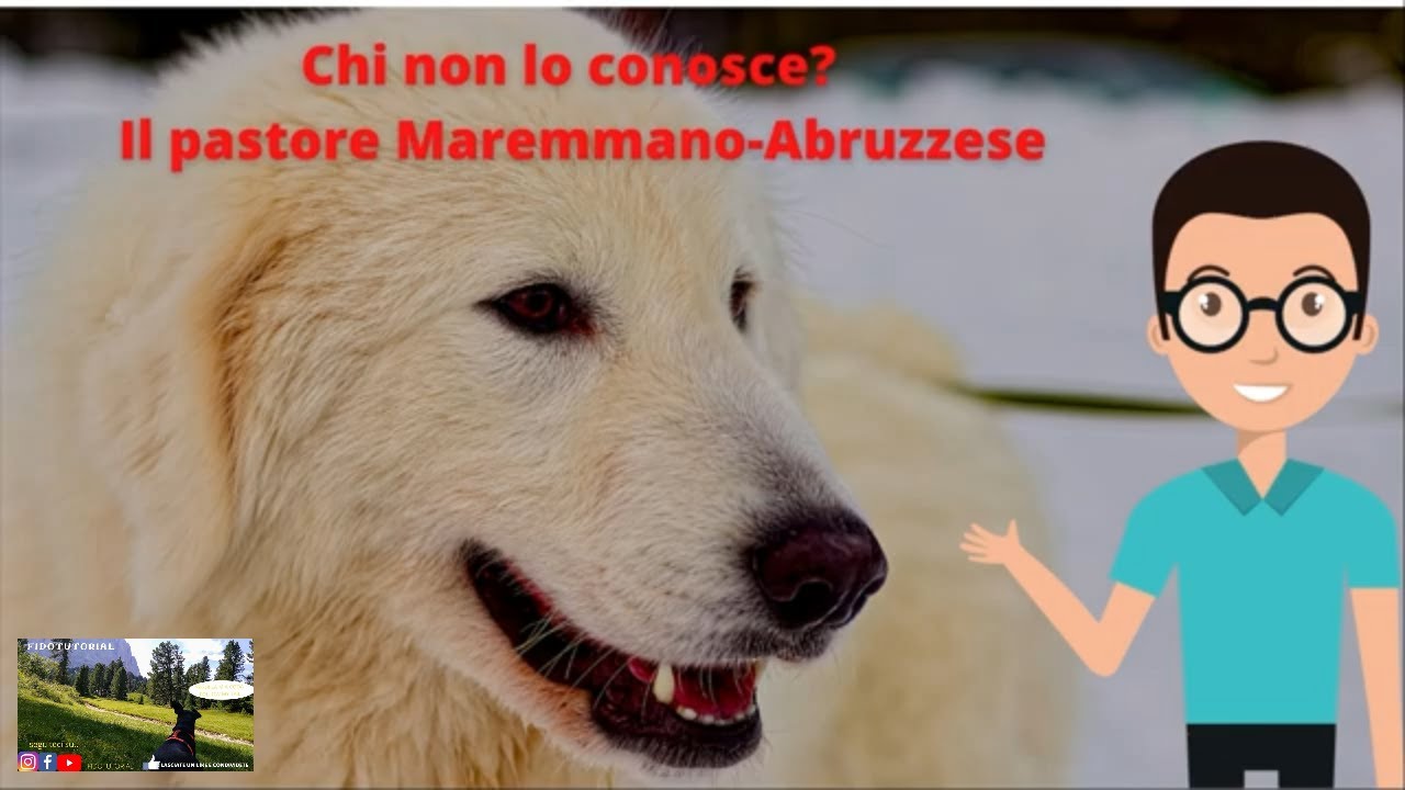 Il pastore Maremmano Abruzzese  - il cane da pastore