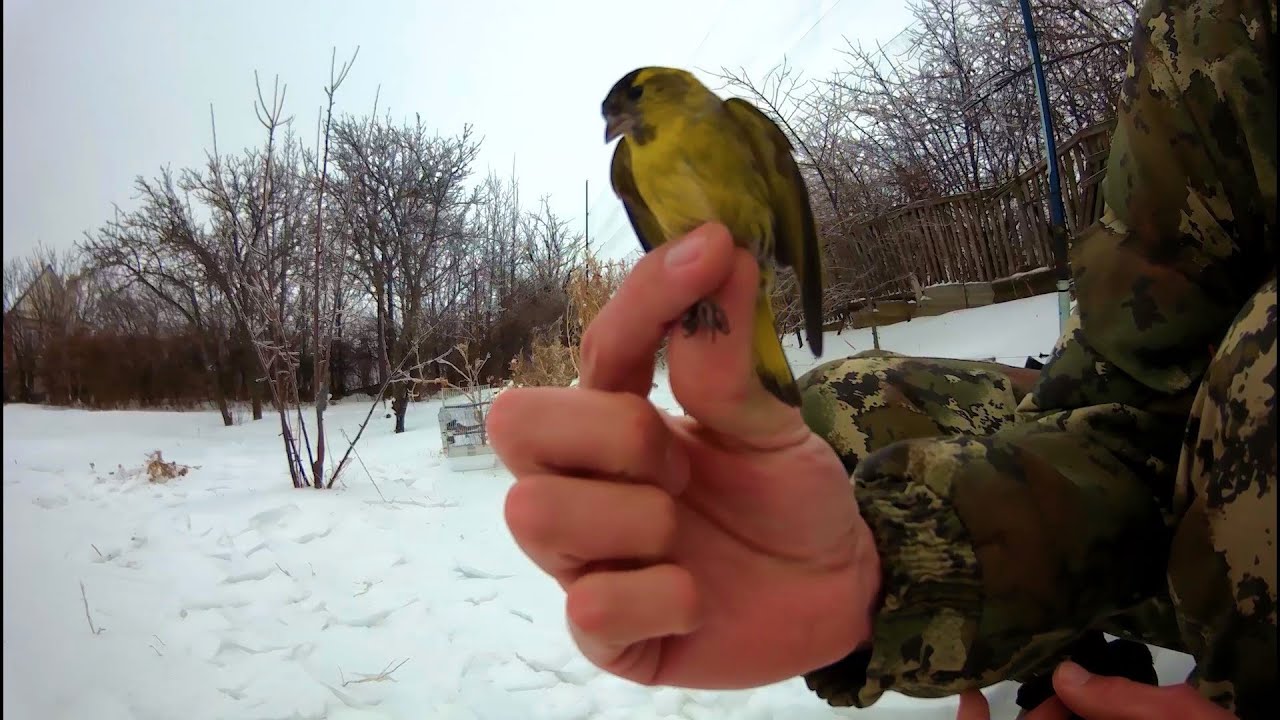 Ловля щеглов, чижей , чечеток! Ловля певчих птиц! Songbird catching!