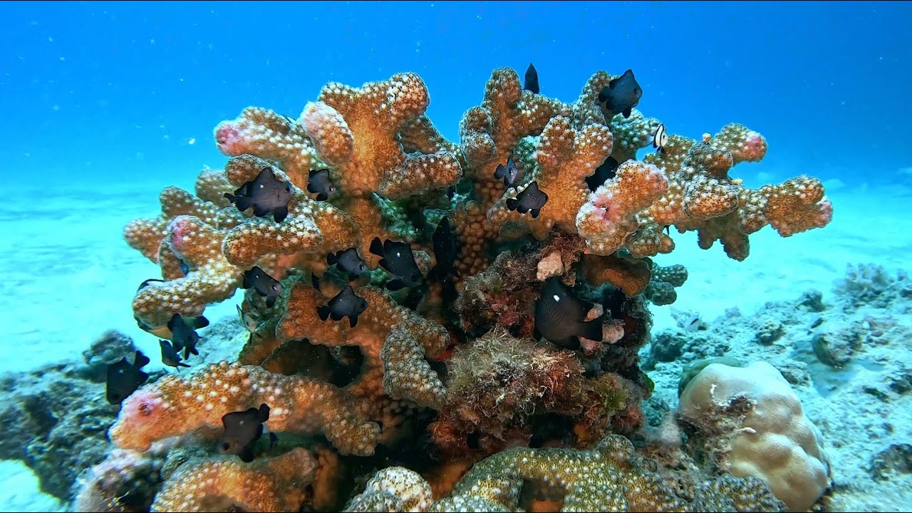 Rivalland 09/03/24 @20m Scuba Diving Mauritius with the MUG