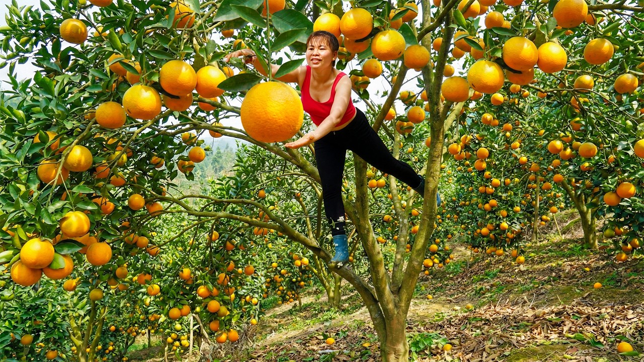 Harvesting Many Orange Fruit, Use Horse Cart Transport Many Orange Go To Countryside Market Sell
