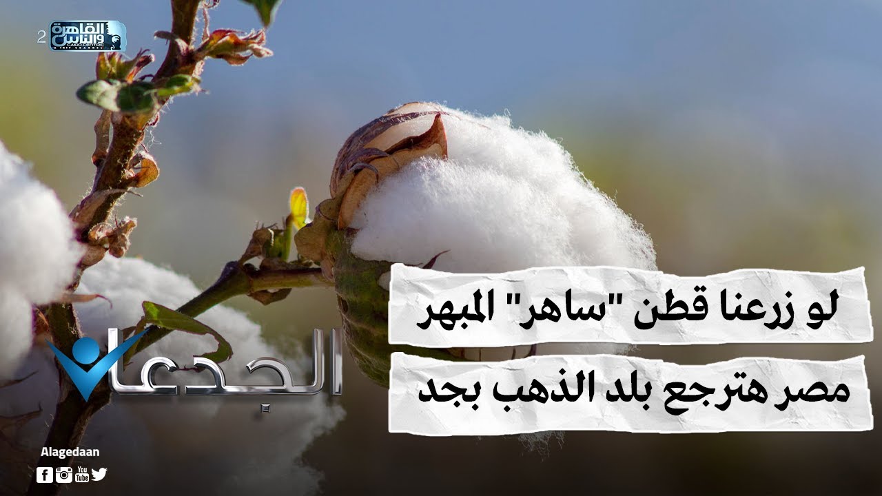 لو زرعنا قطن 