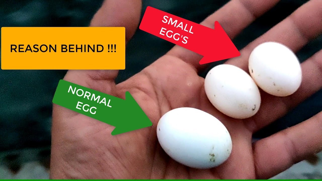 WHY MY PIGEON IS LAYING SMALL EGG'S ? मेरे कबूतर छोटे अंडे क्यों दे रहे हैं ||