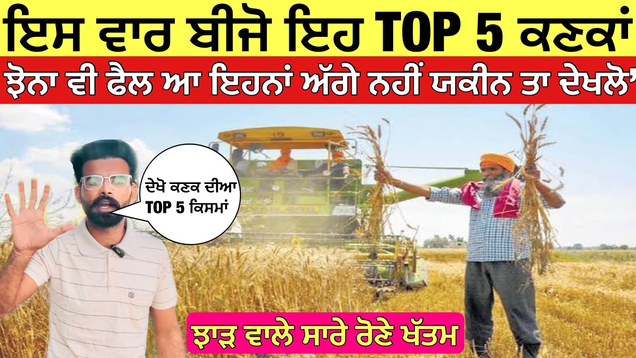 ਦੇਖੋ ਕਣਕ ਦੀਆ ਸਭ ਤੋਂ ਵੱਧ ਝਾੜ ਦੇਣ ਵਾਲੀਆਂ TOP 5 ਕਿਸਮਾਂ | Top 5 wheat varieties