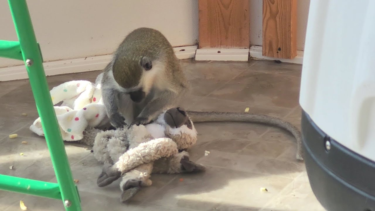 The Boys & Their Stuffies