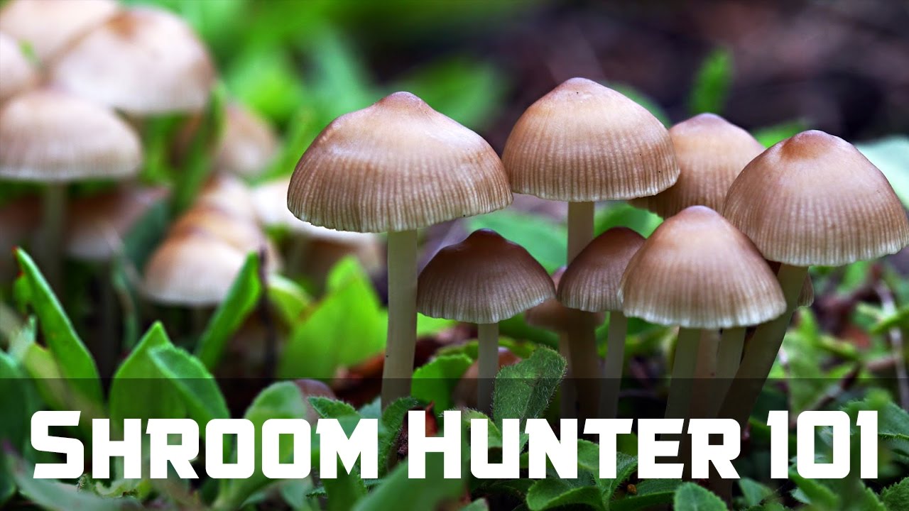 ShroomHunter 101: Identify Wild Magic Mushrooms (Psilocybin)