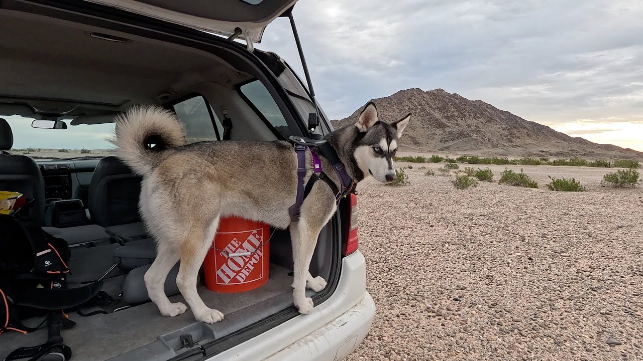 Luna races along the canal