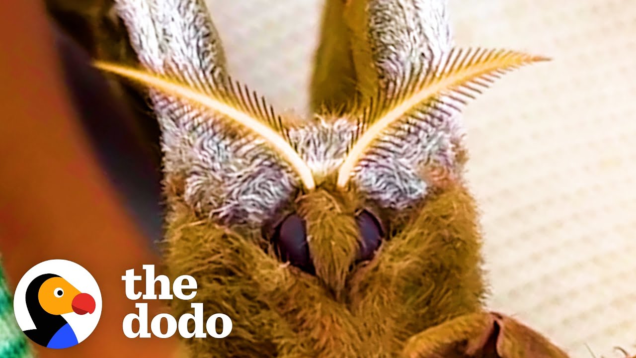 Moth Befriends Woman and Chooses Her To Take Care Of Her Babies | The Dodo