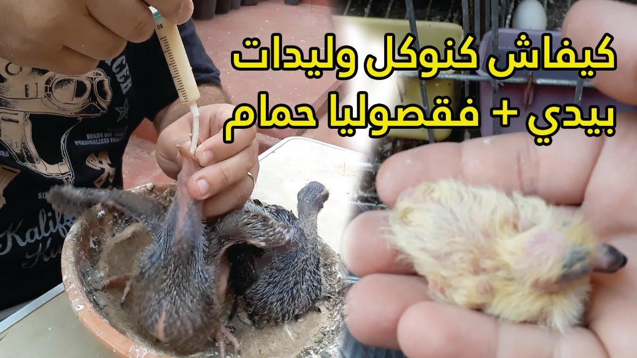 الجديد كيفاش كنوكل وليدات بيدي + فقصوليا حمام