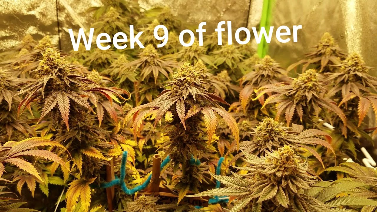 Tent Setup and Update (Week 9 of flower) Ethos Cookies & Mandarin Sunset