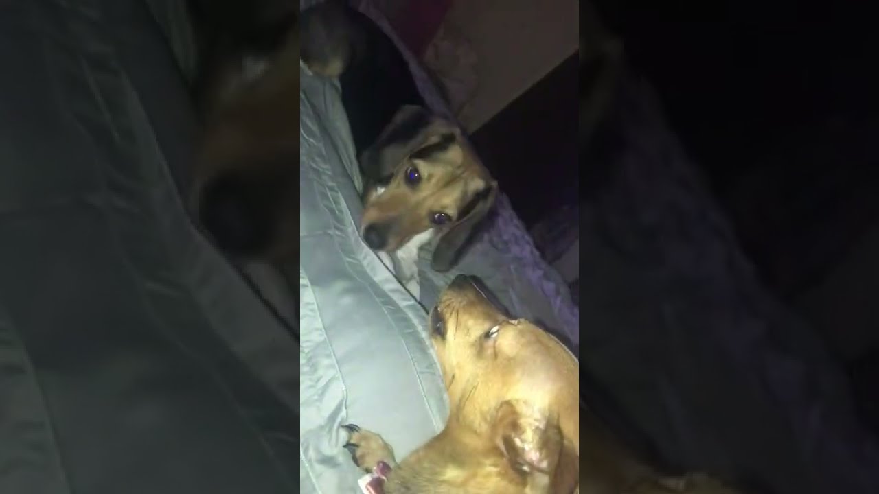 Beagle Bailey Jane annoying to Chihuahua Nina 🤦🏽&zwj;♀️