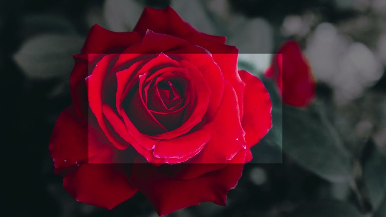 ARQUÉTIPO ROSA VERMELHA BIOKINESIS