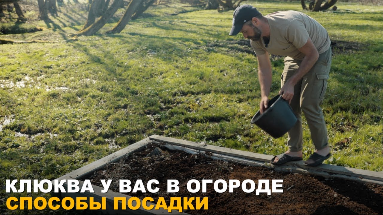 КАК ВЫРАСТИТЬ КЛЮКВУ НА СВОЕМ УЧАСТКЕ. Простой способ посадки.
