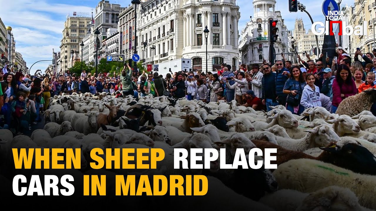 Spain&rsquo;s Iconic Transhumance Festival Returns, Filling Madrid With Flocks And Cheer
