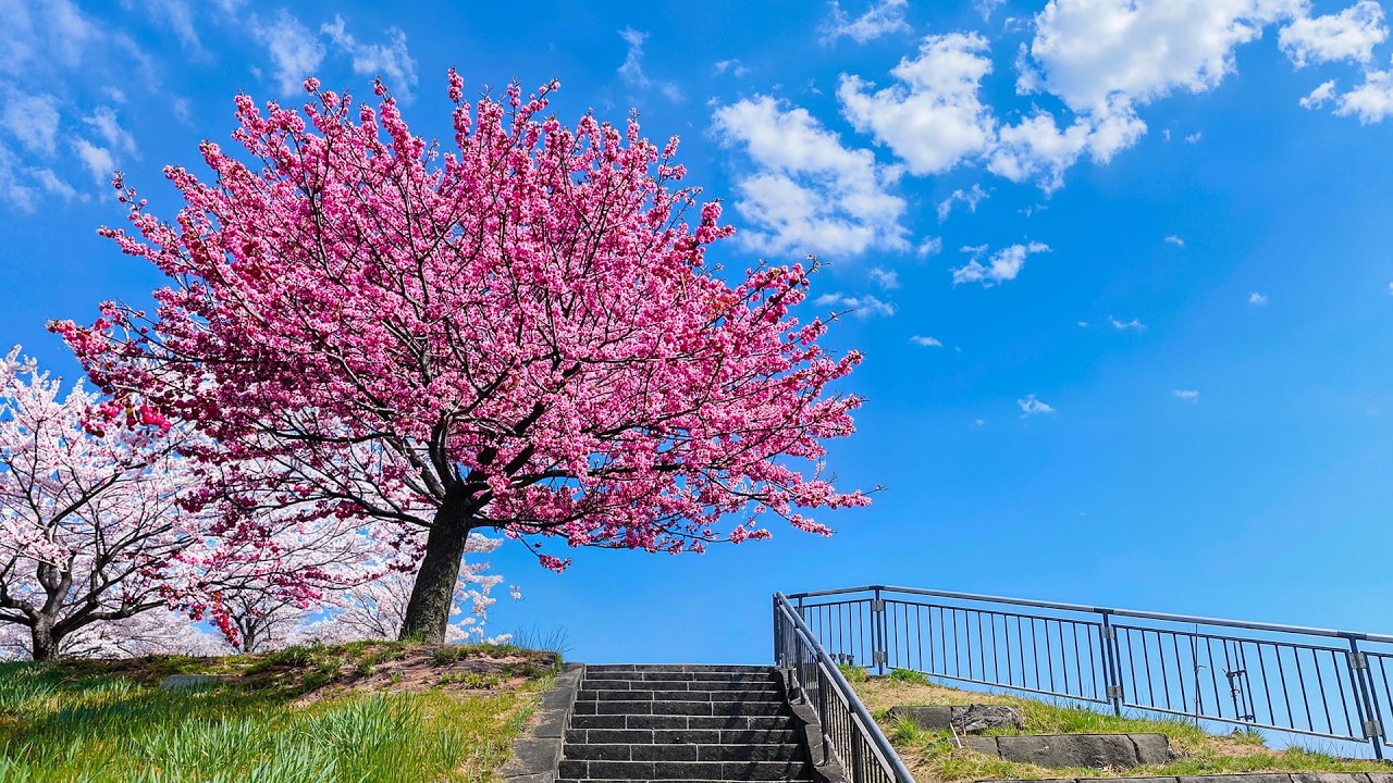 Нежная расслабляющая музыка для душевного покоя и уюта 🌸 Музыка для отдыха и гармонии