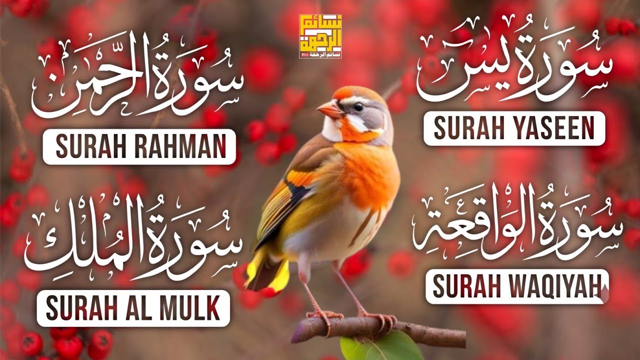 Surah Yasin, Ar-Rahman, Al-Waqiah & Al-Mulk | Calm & Soothing Quran Recitation