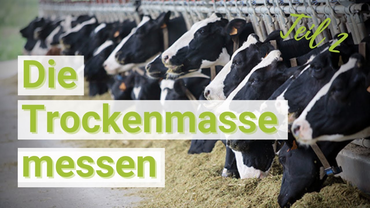 Die Trockenmasse messen – Fütterungsexpertin Denise Völker gibt praktische Tipps
