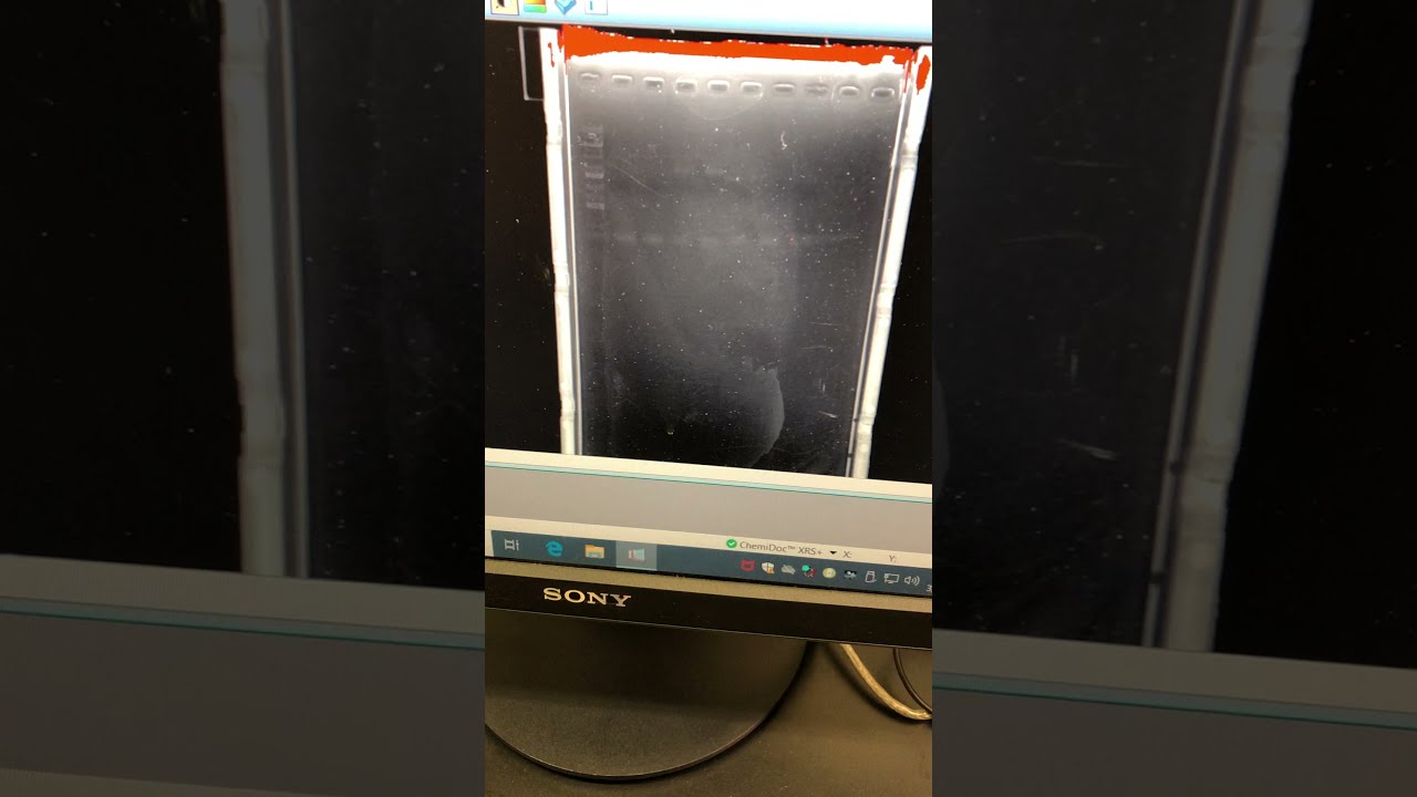 6. DNA Gel Electrophoresis - imaging DNA gel using a GelDoc XR+ imager