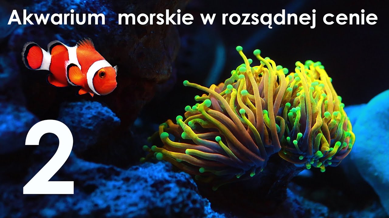 Akwarium morskie w rozsądnej cenie cz. 2