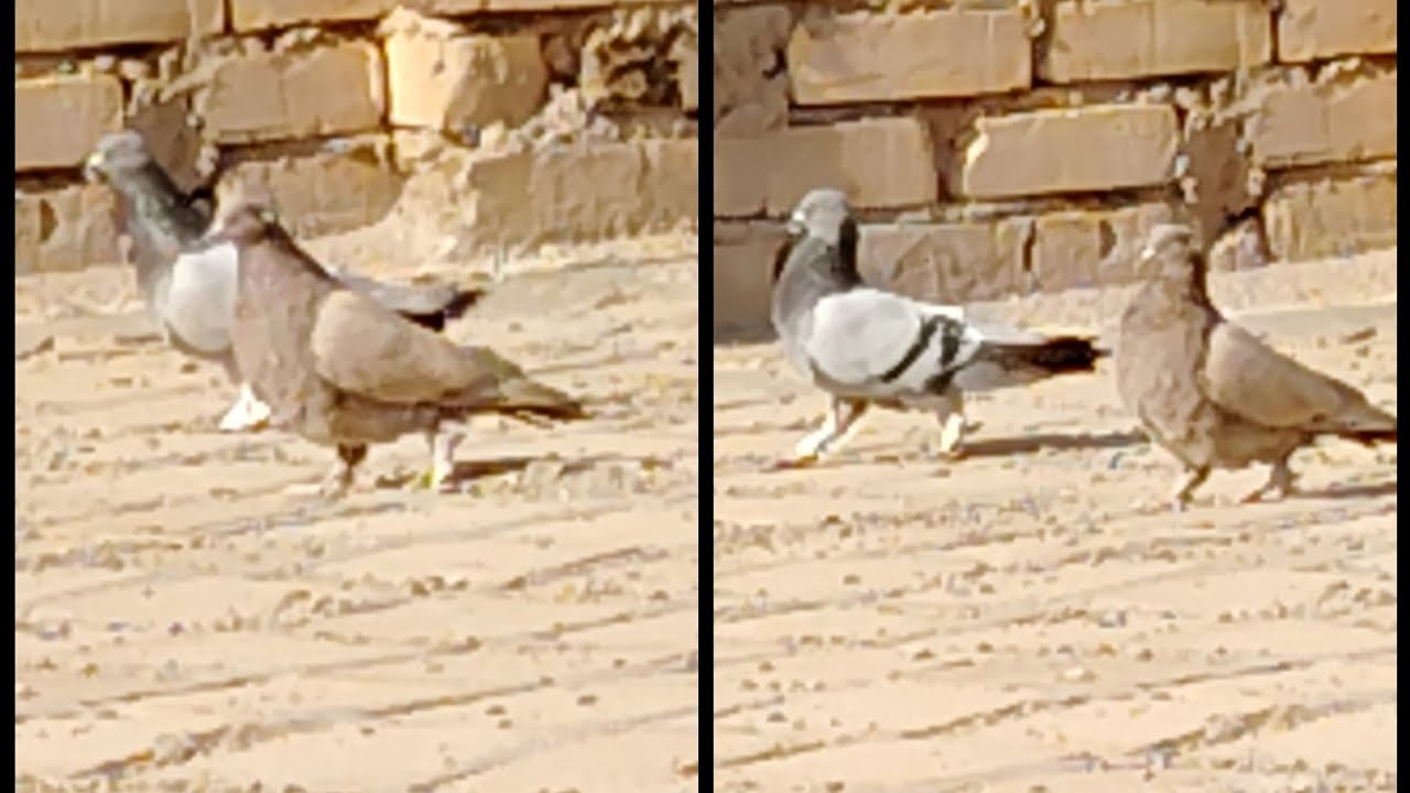 هذا الفديوا كعدنا الدجاجة الحمرة وجبنا هدية جديده❤️ ❤️ 