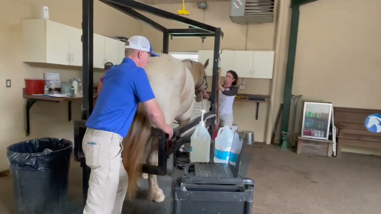 Episode 36 - Getting A Draft Horse Mare Pregnant