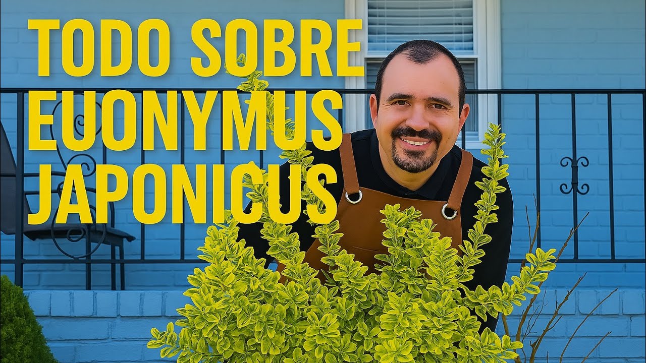 Cuidados y consejos para tu Euonymus japonicus: Guía completa para un jardín perfecto”